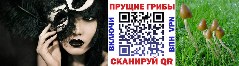 Галлюциногенные грибы Psilocybe  Верхний Тагил 
